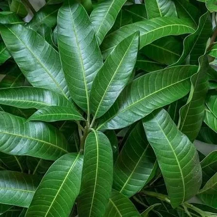 Mango Leaves for Natural Dyeing and Eco-Printing