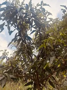 mango-leaf